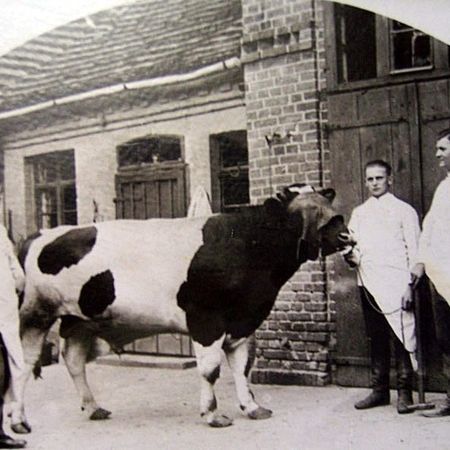 Ein Foto aus dem frühen 20ten Jahrhundert - Drei Männer in Kitteln stehen neben einer Kuh